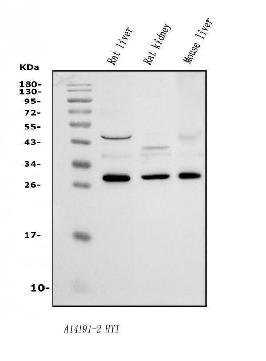 Anti-HYI Antibody Picoband® Boster Bio