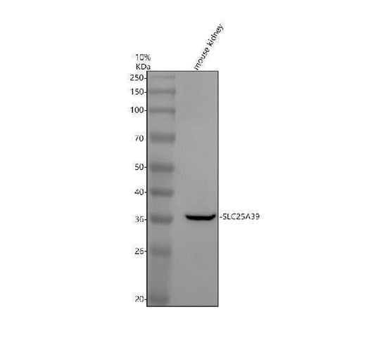 Anti-SLC25A39 Antibody Picoband® Boster Bio