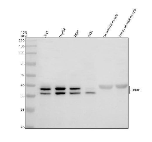 Anti-TRUB1 Antibody Picoband® Boster Bio