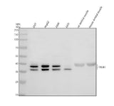 Anti-TRUB1 Antibody Picoband® Boster Bio