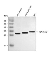 Anti-PRSS27 Antibody Picoband® Boster Bio