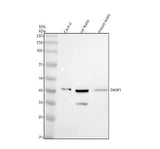 Anti-DAW1 Antibody Picoband® Boster Bio