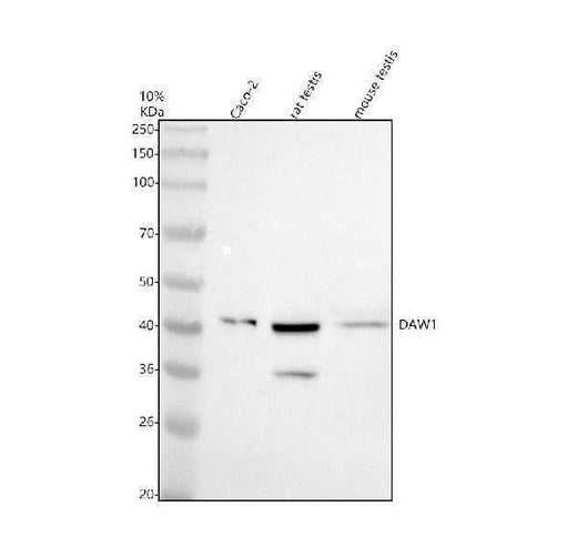 Anti-DAW1 Antibody Picoband® Boster Bio