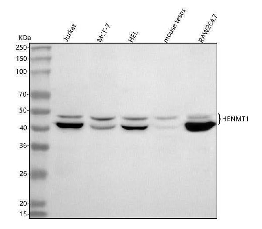 Anti-HENMT1 Antibody Picoband® Boster Bio