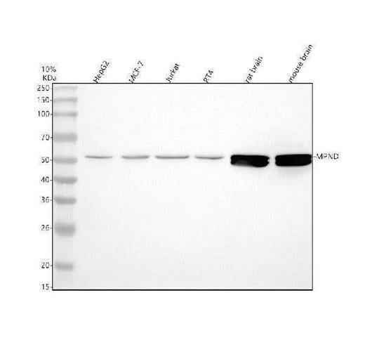 Anti-MPND Antibody Picoband® Boster Bio