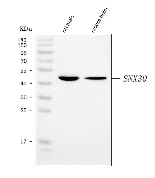 Anti-SNX30 Antibody Picoband® Boster Bio