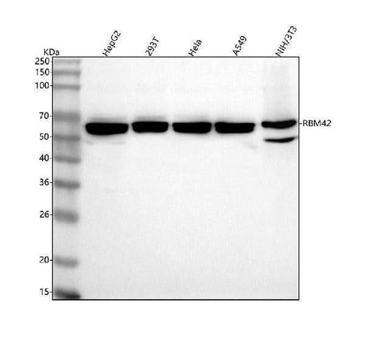 Anti-RBM42 Antibody Picoband® Boster Bio