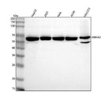 Anti-RBM42 Antibody Picoband® Boster Bio