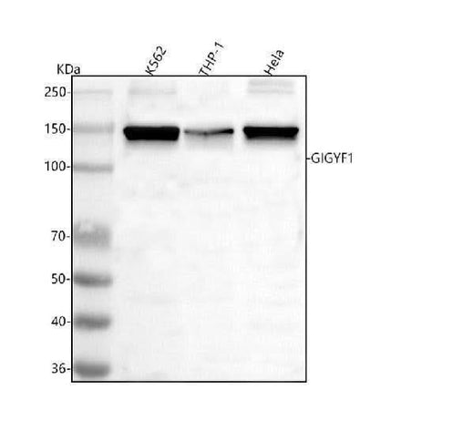 Anti-GIGYF1 Antibody Picoband® Boster Bio