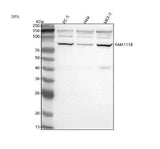 Anti-FAM111B Antibody Picoband® Boster Bio