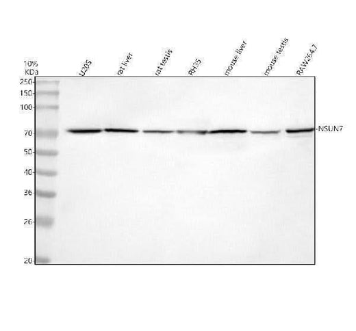 Anti-NSUN7 Antibody Picoband® Boster Bio
