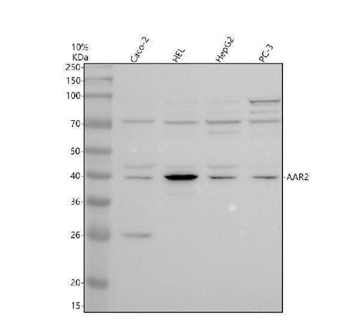 Anti-C20orf4/AAR2 Antibody Picoband® Boster Bio
