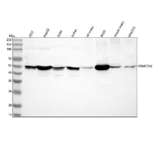 Anti-NSMCE4A Antibody Picoband® Boster Bio