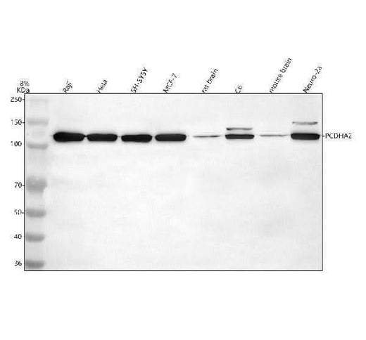 Anti-PCDHA2 Antibody Picoband® Boster Bio