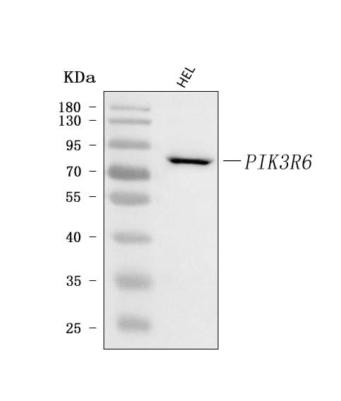 Anti-PIK3R6 Antibody Picoband® Boster Bio