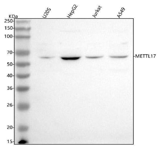 Anti-METTL17 Antibody Picoband® Boster Bio