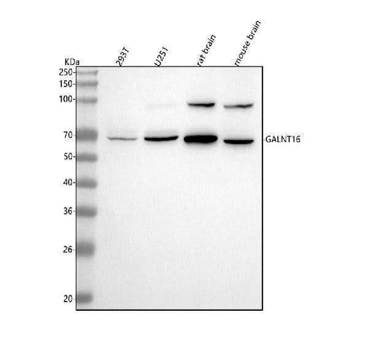 Anti-GALNT16 Antibody Picoband® Boster Bio