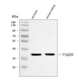 Anti-PAQR6 Antibody Picoband® Boster Bio