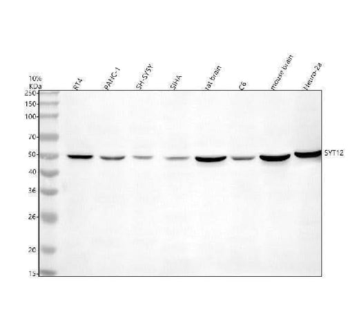 Anti-Synaptotagmin-12/SYT12 Antibody Picoband® Boster Bio