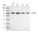 Anti-SAMD1 Antibody Picoband® Boster Bio
