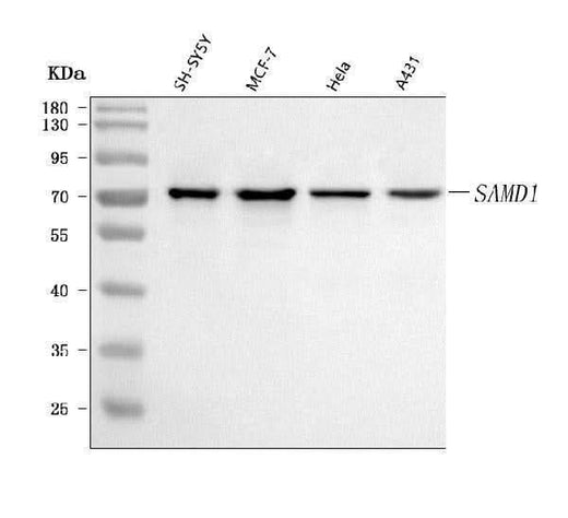 Anti-SAMD1 Antibody Picoband® Boster Bio