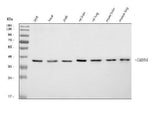 Anti-ABHD4 Antibody Picoband® Boster Bio