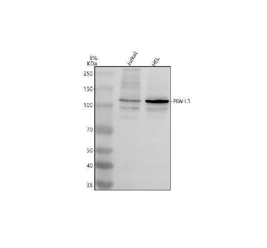 Anti-PIWIL3 Antibody Picoband® Boster Bio