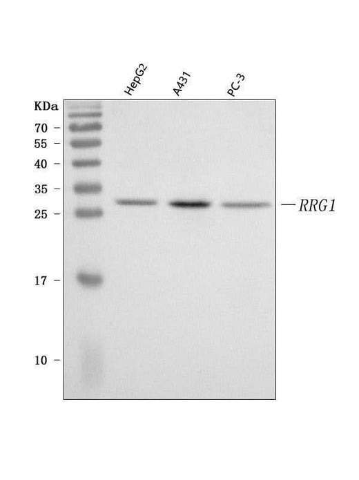 Anti-PRRG1 Antibody Picoband® Boster Bio