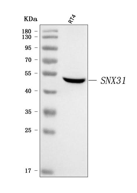 Anti-SNX31 Antibody Picoband® Boster Bio