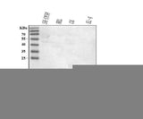 Anti-NAP1L5 Antibody Picoband® Boster Bio