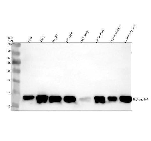 Anti-Histone H4 Antibody Picoband® Boster Bio