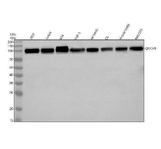 Anti-QRICH1 Antibody Picoband® Boster Bio