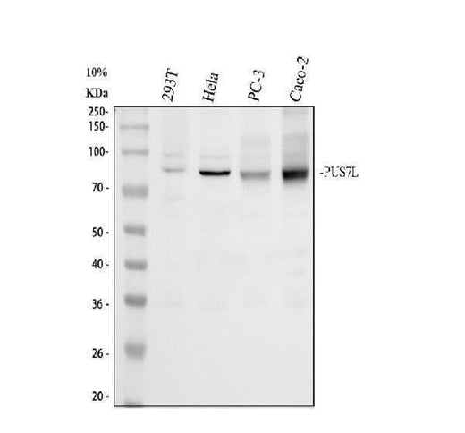 Anti-PUS7L Antibody Picoband® Boster Bio