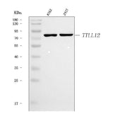 Anti-TTLL12 Antibody Picoband® Boster Bio