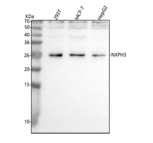 Anti-NXPH3 Antibody Picoband® Boster Bio