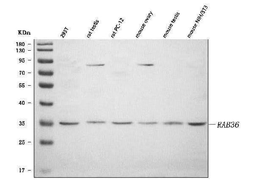 Anti-RAB36 Antibody Picoband® Boster Bio