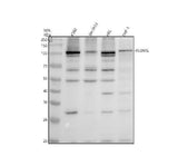 Anti-RSBN1L Antibody Picoband® Boster Bio