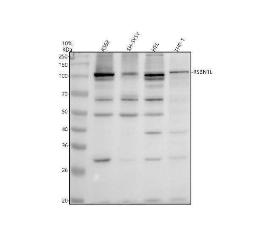 Anti-RSBN1L Antibody Picoband® Boster Bio