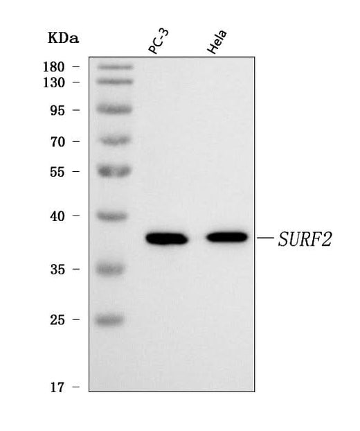 Anti-SURF2 Antibody Picoband® Boster Bio
