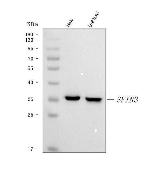Anti-SFXN3 Antibody Picoband® Boster Bio