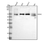 Anti-PROX2 Antibody Picoband® Boster Bio