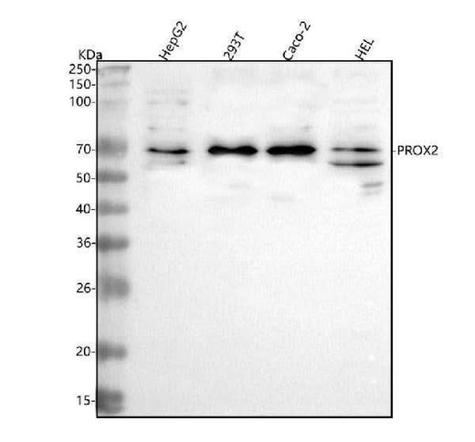 Anti-PROX2 Antibody Picoband® Boster Bio