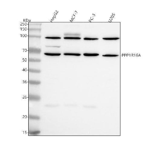 Anti-PPP1R16A Antibody Picoband® Boster Bio