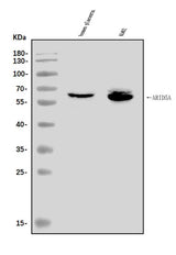 Anti-ARID5A Antibody Picoband® Boster Bio