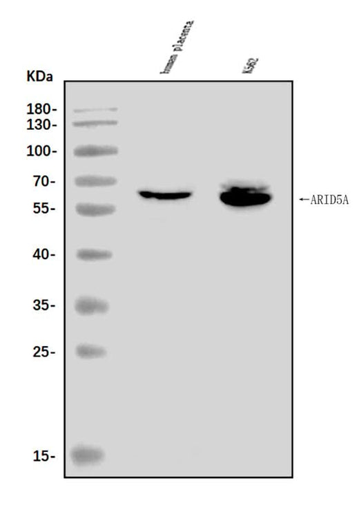 Anti-ARID5A Antibody Picoband® Boster Bio