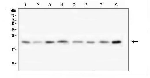 Anti-Transmembrane protein 199 TMEM199 Antibody Picoband® Boster Bio