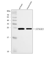 Anti-Synaptogyrin 3/SYNGR3 Antibody Picoband® Boster Bio