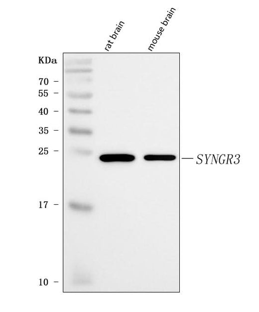 Anti-Synaptogyrin 3/SYNGR3 Antibody Picoband® Boster Bio