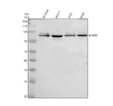 Anti-DHX40 Antibody Picoband® Boster Bio