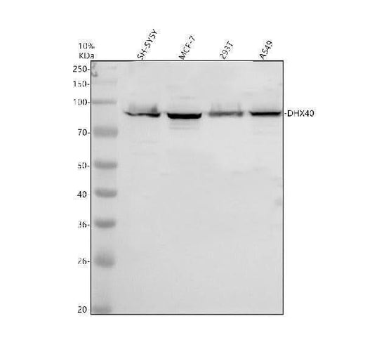 Anti-DHX40 Antibody Picoband® Boster Bio